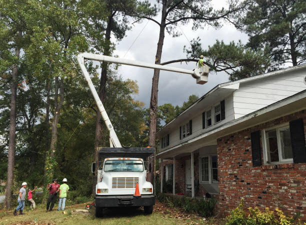 How Our Tree Care Process Works  in  Verdigris, OK